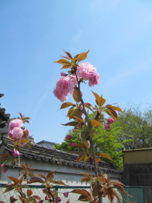 八重桜（関山）１