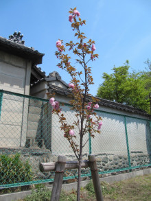 八重桜（関山）２