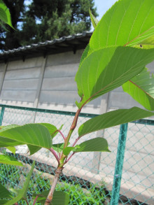 開花後に成長した部分