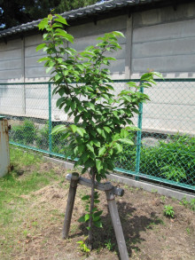 葉の茂った八重桜（関山）